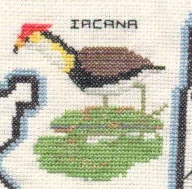 Iacana.jpg
